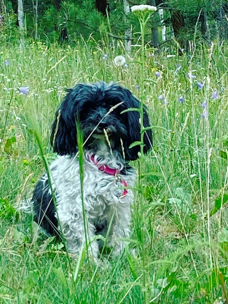 Entry image for Lucy (NMDR Pearl). Clicking this image will show a larger photo