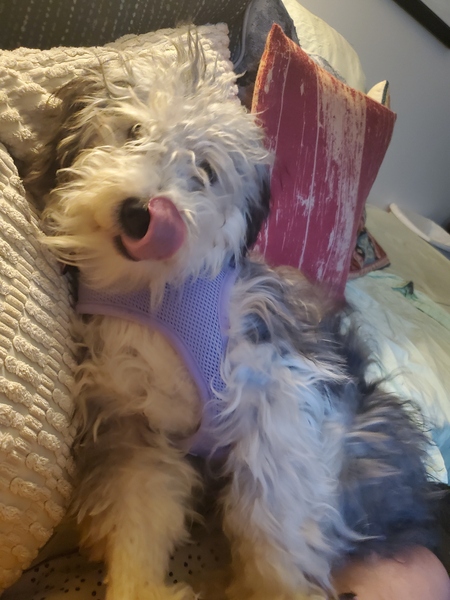 Entry image for Poppy. Clicking this image will show a larger photo