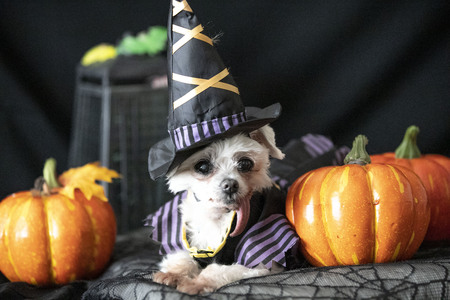 Entry image for Shotzie. Clicking this image will show a larger photo