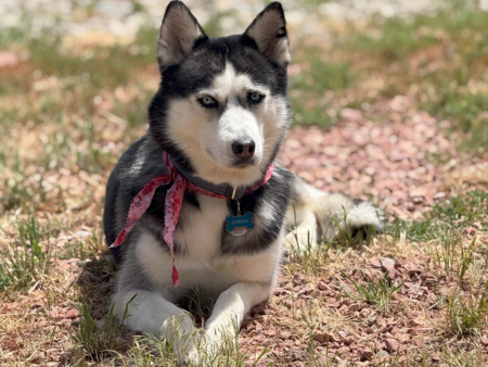 Entry image for Juneau (NMDR Squidward). Clicking this image will show a larger photo