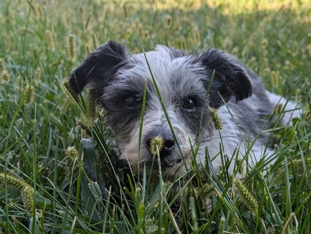 Entry image for Slim Jimmy. Clicking this image will show a larger photo