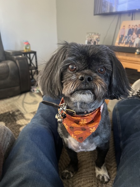 Entry image for Chiquita. Clicking this image will show a larger photo