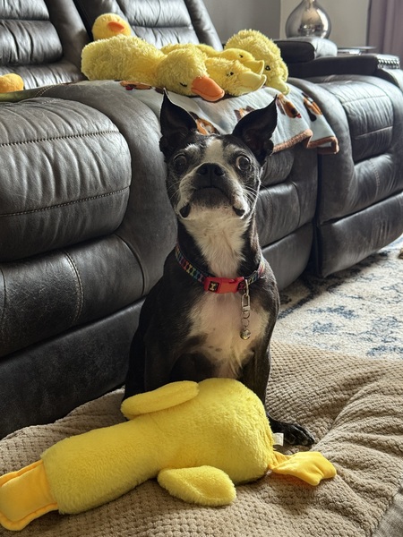 Entry image for Maxr. Clicking this image will show a larger photo