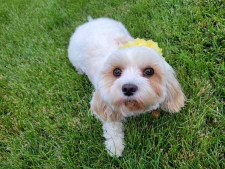 Entry image for Winnie. Clicking this image will show a larger photo