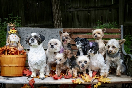 Entry image for Tiny Mighty Dream Team. Clicking this image will show a larger photo