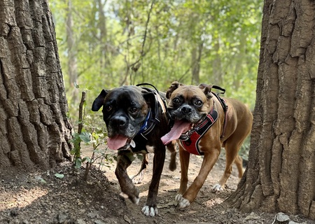 Entry image for Brutus and Boston . Clicking this image will show a larger photo