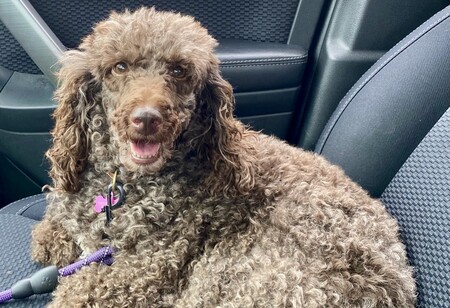 Entry image for Birdie. Clicking this image will show a larger photo