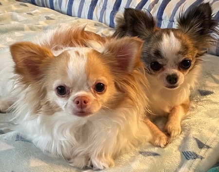 Entry image for Petal Anne and Sarah Jane. Clicking this image will show a larger photo