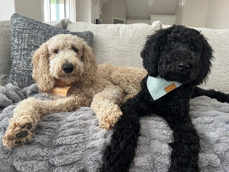 Entry image for Winnie & Scout. Clicking this image will show a larger photo