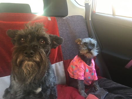 Entry image for Roscoe and Becca Sue. Clicking this image will show a larger photo