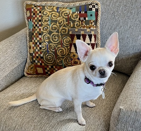 Entry image for Piper. Clicking this image will show a larger photo