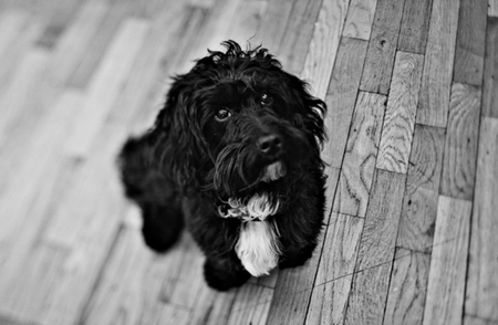 Entry image for Lucas. Clicking this image will show a larger photo