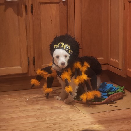 Entry image for Mona (NMDR Kimba). Clicking this image will show a larger photo