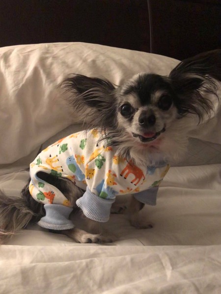 Entry image for Rizzo . Clicking this image will show a larger photo