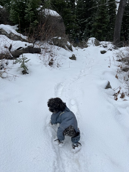 Entry image for MAVERICK. Clicking this image will show a larger photo