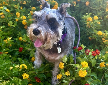 Entry image for Bella. Clicking this image will show a larger photo