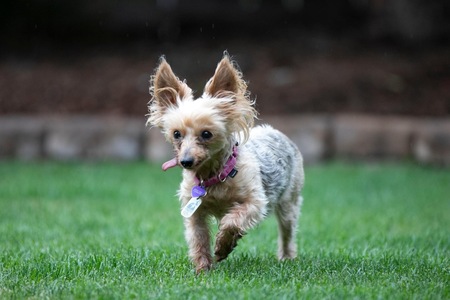 Entry image for Fergie. Clicking this image will show a larger photo