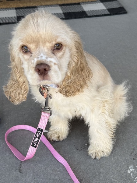 Entry image for Darla . Clicking this image will show a larger photo