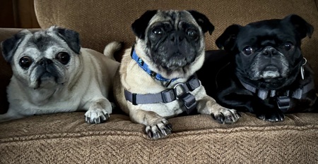 Entry image for Berkeley, Buffy (NMDR), Lil Bit (NMDR). Clicking this image will show a larger photo