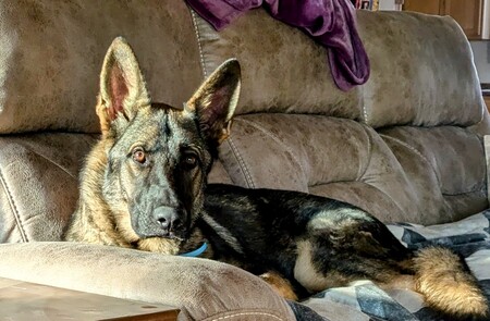 Entry image for Loki. Clicking this image will show a larger photo