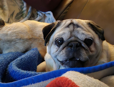 Entry image for Buddha. Clicking this image will show a larger photo