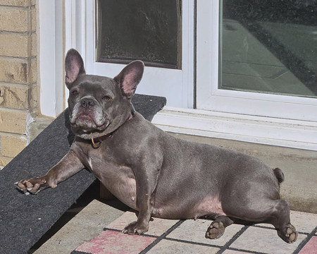 Entry image for Violet. Clicking this image will show a larger photo