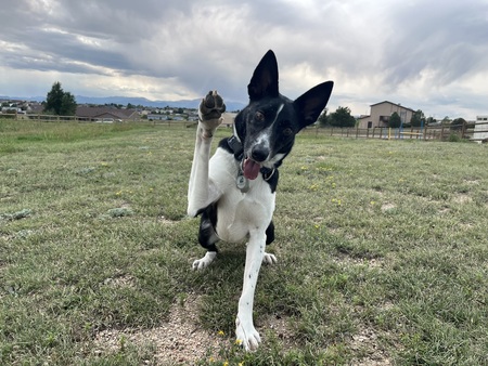 Entry image for Sam. Clicking this image will show a larger photo