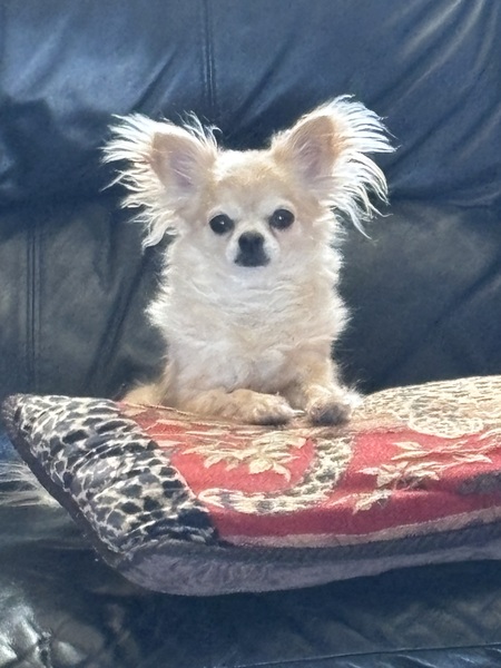 Entry image for Fancy Fay. Clicking this image will show a larger photo