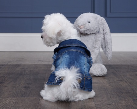 Entry image for Lily Bug. Clicking this image will show a larger photo