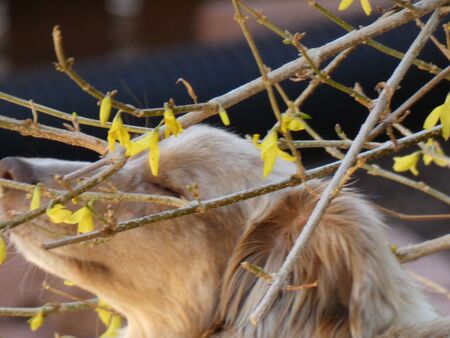 Entry image for Kira. Clicking this image will show a larger photo