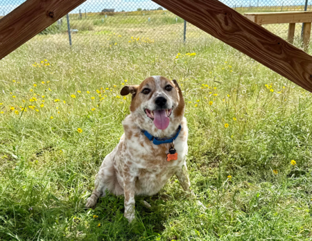 Entry image for Diesel Strader. Clicking this image will show a larger photo