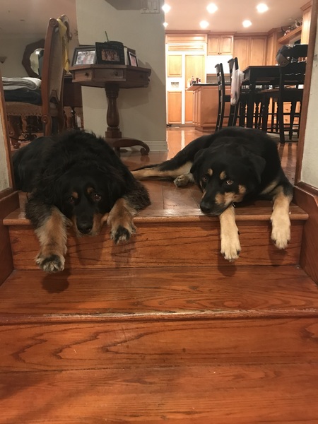 Entry image for Massif and Duke. Clicking this image will show a larger photo