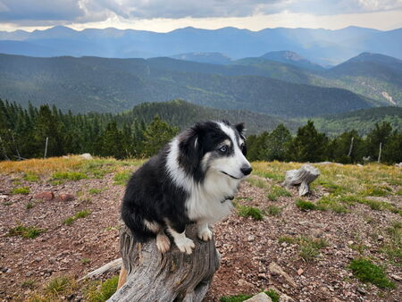 Entry image for PEARL (NMDR Pearl). Clicking this image will show a larger photo