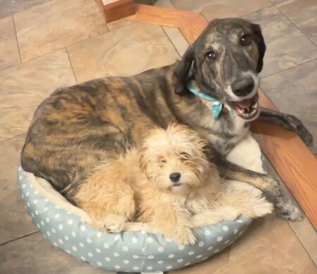 Entry image for Teddi and Haddie. Clicking this image will show a larger photo