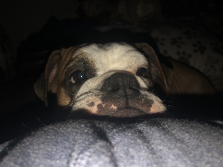 Entry image for Gnocchi (formerly Luna). Clicking this image will show a larger photo