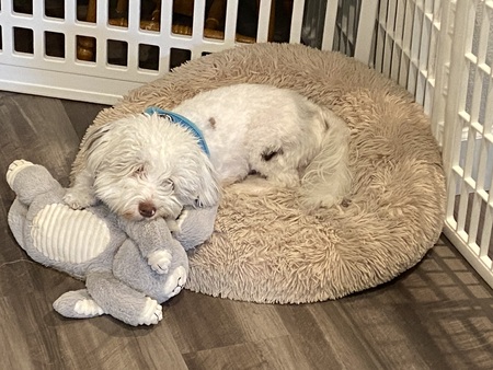 Entry image for Ned. Clicking this image will show a larger photo