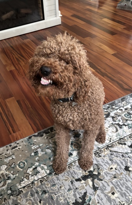 Entry image for Archie. Clicking this image will show a larger photo