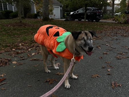 Entry image for Ghibli. Clicking this image will show a larger photo