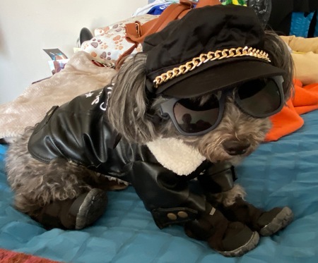 Entry image for Fonzie . Clicking this image will show a larger photo