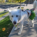 Entry image for LUNA