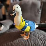 Entry image for Mo the minion