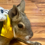 Entry image for Valentina