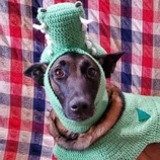 Entry image for Tobi