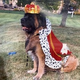 Entry image for Nemo