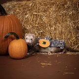 Entry image for Scottie