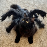 Entry image for Stella the Spider