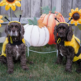 Entry image for Harper and Asher 