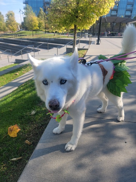 Entry image for LUNA. Clicking this image will show a larger photo