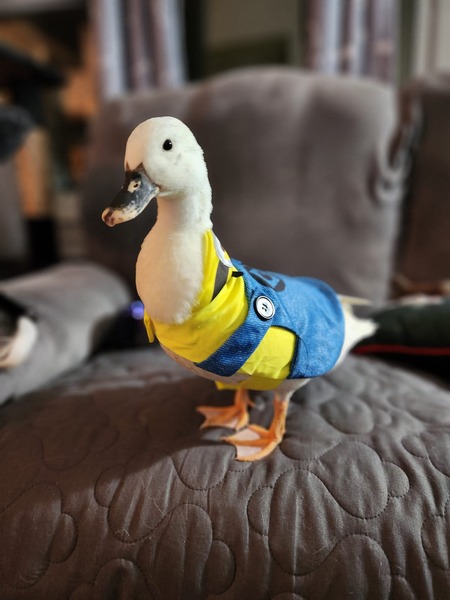 Entry image for Mo the minion. Clicking this image will show a larger photo