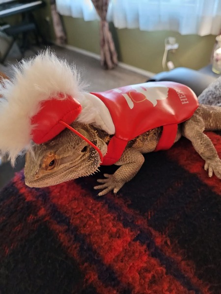 Entry image for Scooby Doo. Clicking this image will show a larger photo